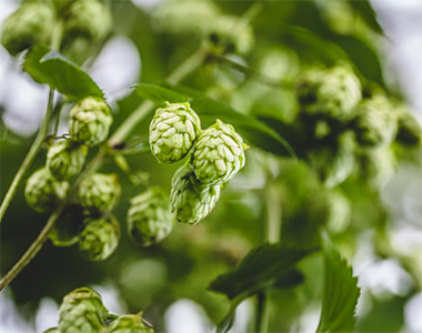 Branches de houblon utilisées pour la fabrication de bière artisanale.